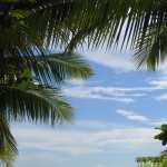 Palm Tree background