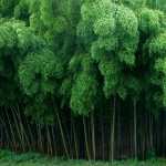 Bamboo pic