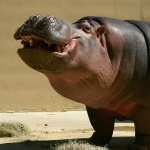 Hippo wallpapers for iphone