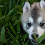 Husky high definition wallpapers