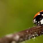 Ladybug hd