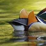 Mandarin Duck new wallpapers