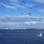 Seagull photos