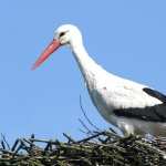 White Stork photos
