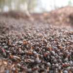 Ant wallpapers for android