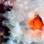 Clownfish background