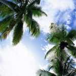 Palm Tree hd photos