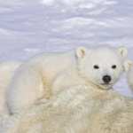 Polar Bear download