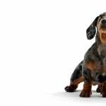 Dachshund wallpapers for android