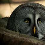 Great Grey Owl wallpapers for android