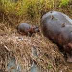 Hippo wallpapers for android