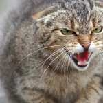 Pallas s Cat wallpapers for iphone
