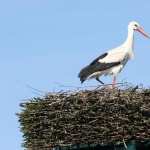 White Stork 2017