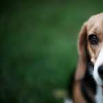 Beagle background