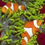 Clownfish photos