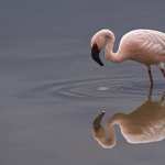 Flamingo widescreen
