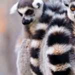 Lemur desktop