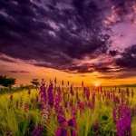 Lupine high definition wallpapers