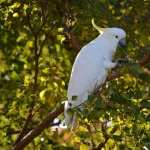 Sulphur-crested Cockatoo high definition wallpapers