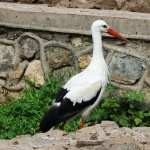 White Stork pic