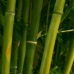 Bamboo new photos