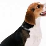 Beagle wallpapers for android