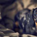 Dachshund wallpapers