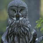Great Grey Owl wallpapers hd