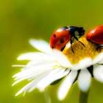 Ladybug wallpapers for iphone