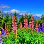 Lupine download wallpaper