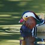 Mandarin Duck download