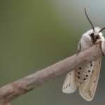 Moth pics