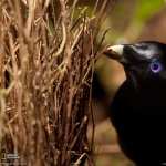 Passerines high definition wallpapers