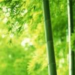 Bamboo new wallpaper