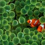 Clownfish image
