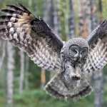 Great Grey Owl high definition wallpapers