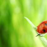 Ladybug photos