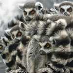 Lemur pics
