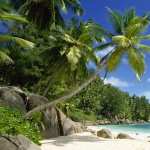Palm Tree images