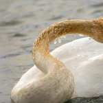 Swan pic