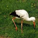 White Stork background