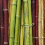 Bamboo full hd