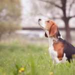 Beagle hd wallpaper