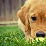 Golden Retriever free download