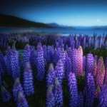 Lupine download