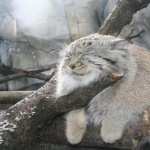 Pallas s Cat hd wallpaper