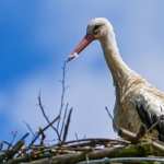 White Stork wallpapers for iphone