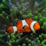 Clownfish full hd