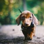 Dachshund high quality wallpapers