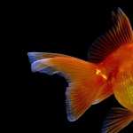 Goldfish pics